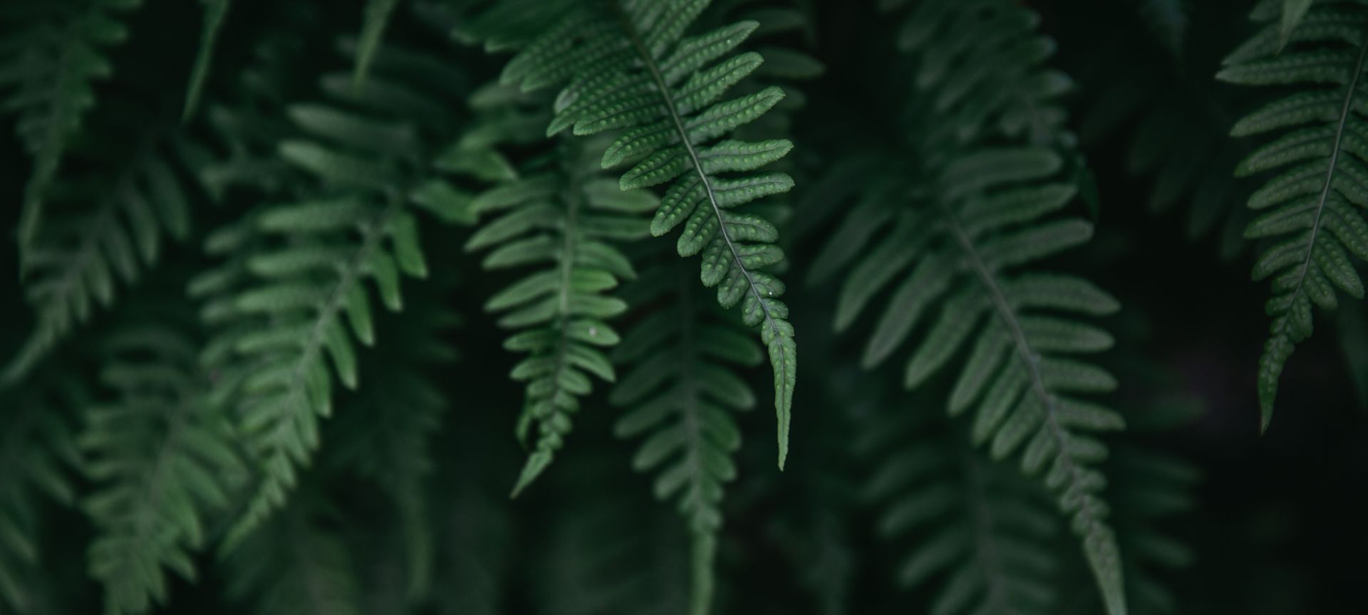 A Close Up Of A Green Plant