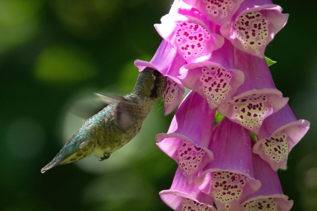 A Hummingbird Flying Over A Flower
