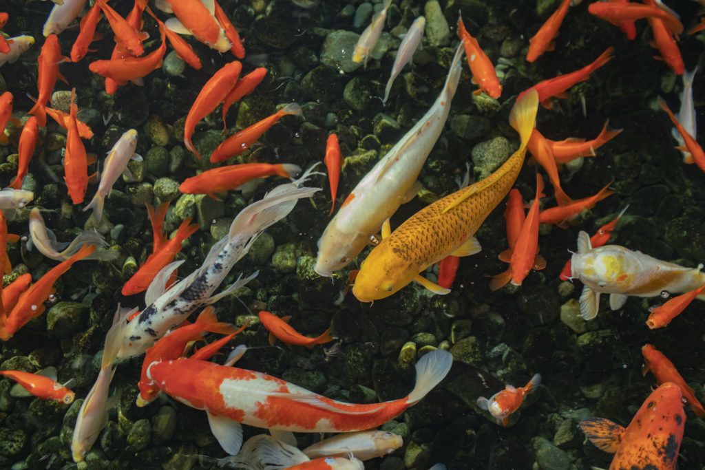 A Large Group Of Fish