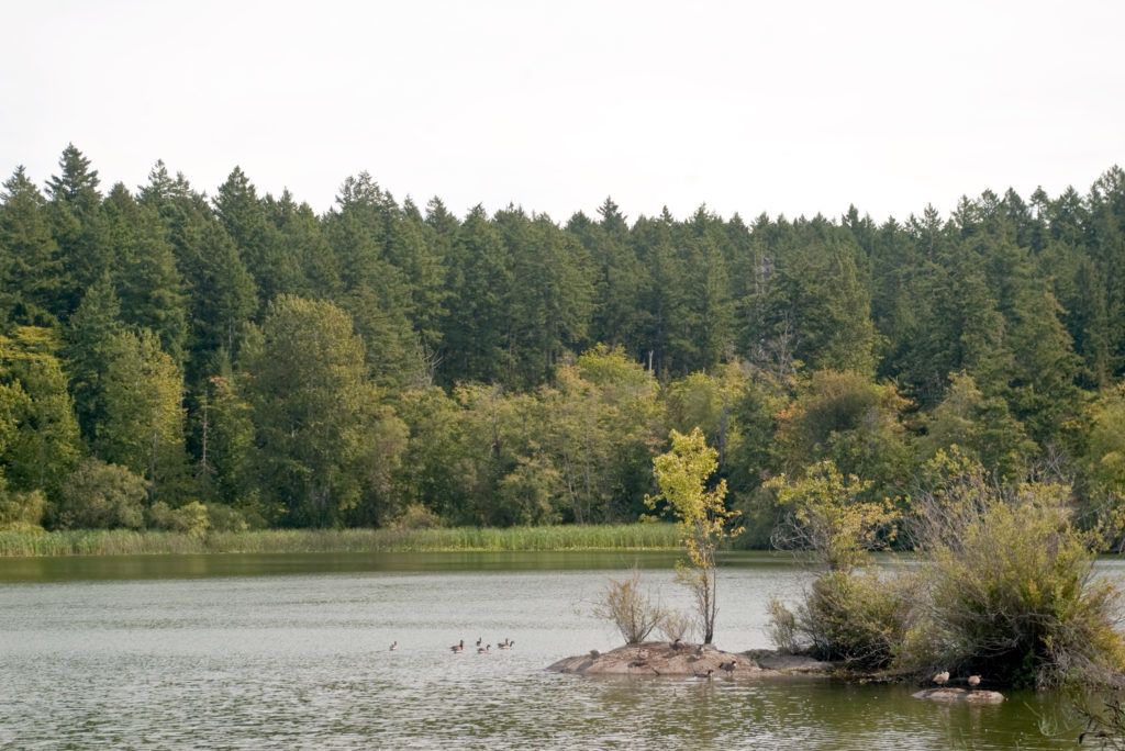 A Lake With Trees Around It