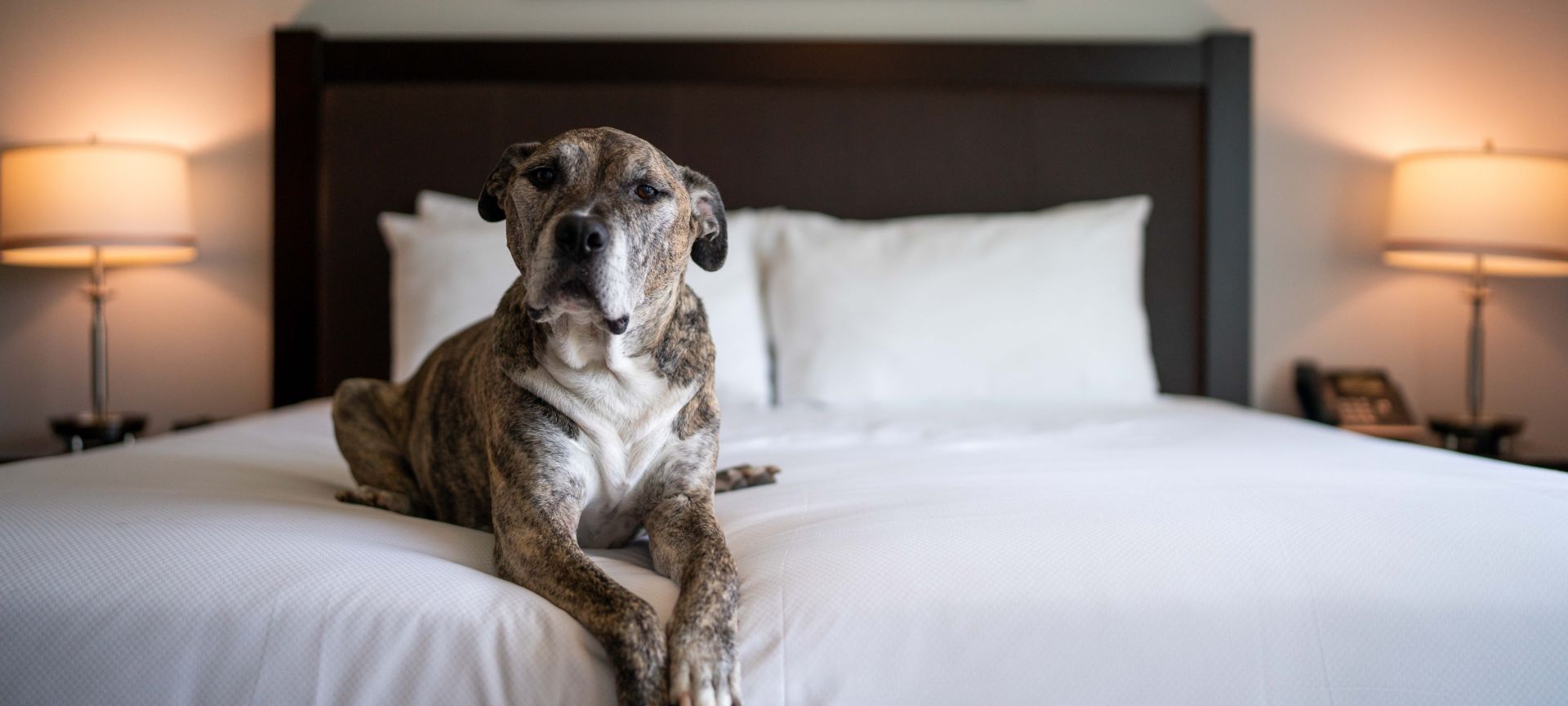 A Dog Sitting On A Bed